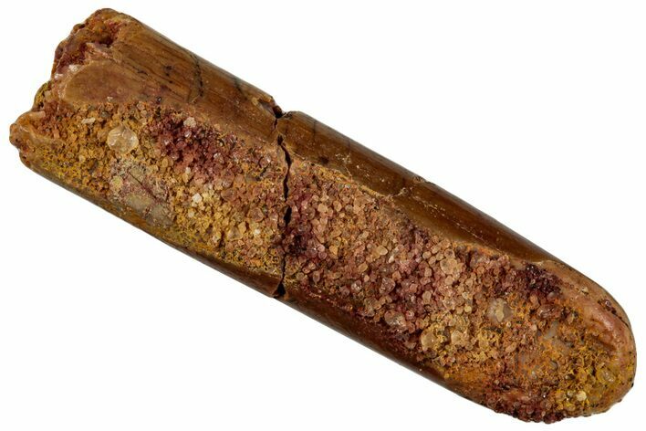 Fossil Sauropod Dinosaur (Rebbachisaurus) Tooth - Morocco #293669